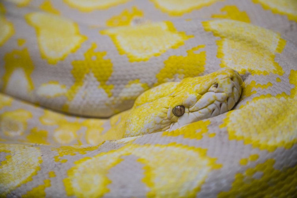 a close up of a yellow and white snake