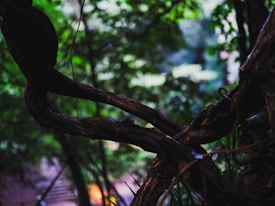Twisted tree branches intertwine in a dense, lush forest setting with an abundance of green foliage in the background. The lighting creates a contrast between the dark wood and the vibrant greenery, evoking a mysterious and enchanting atmosphere.