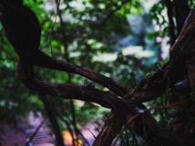 Twisted tree branches intertwine in a dense, lush forest setting with an abundance of green foliage in the background. The lighting creates a contrast between the dark wood and the vibrant greenery, evoking a mysterious and enchanting atmosphere.