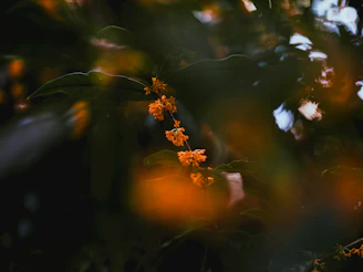 A serene photo of the Orange aesthetic center team smiling warmly in a natural, softly lit environment.