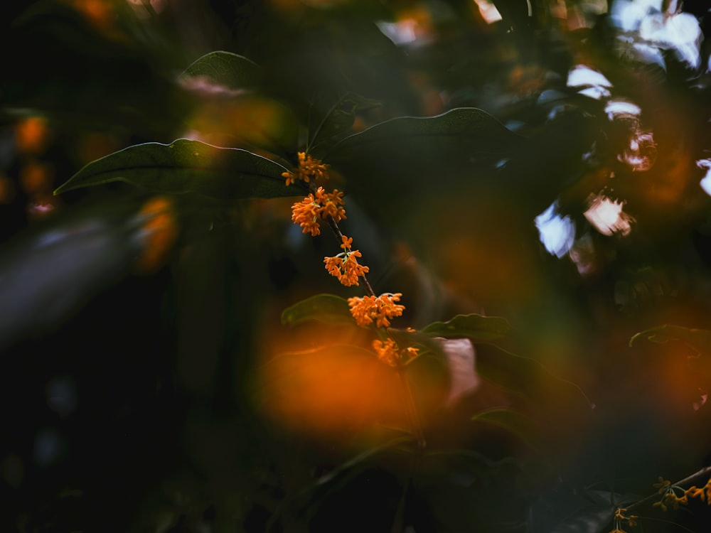a close up of some orange flowers on a tree