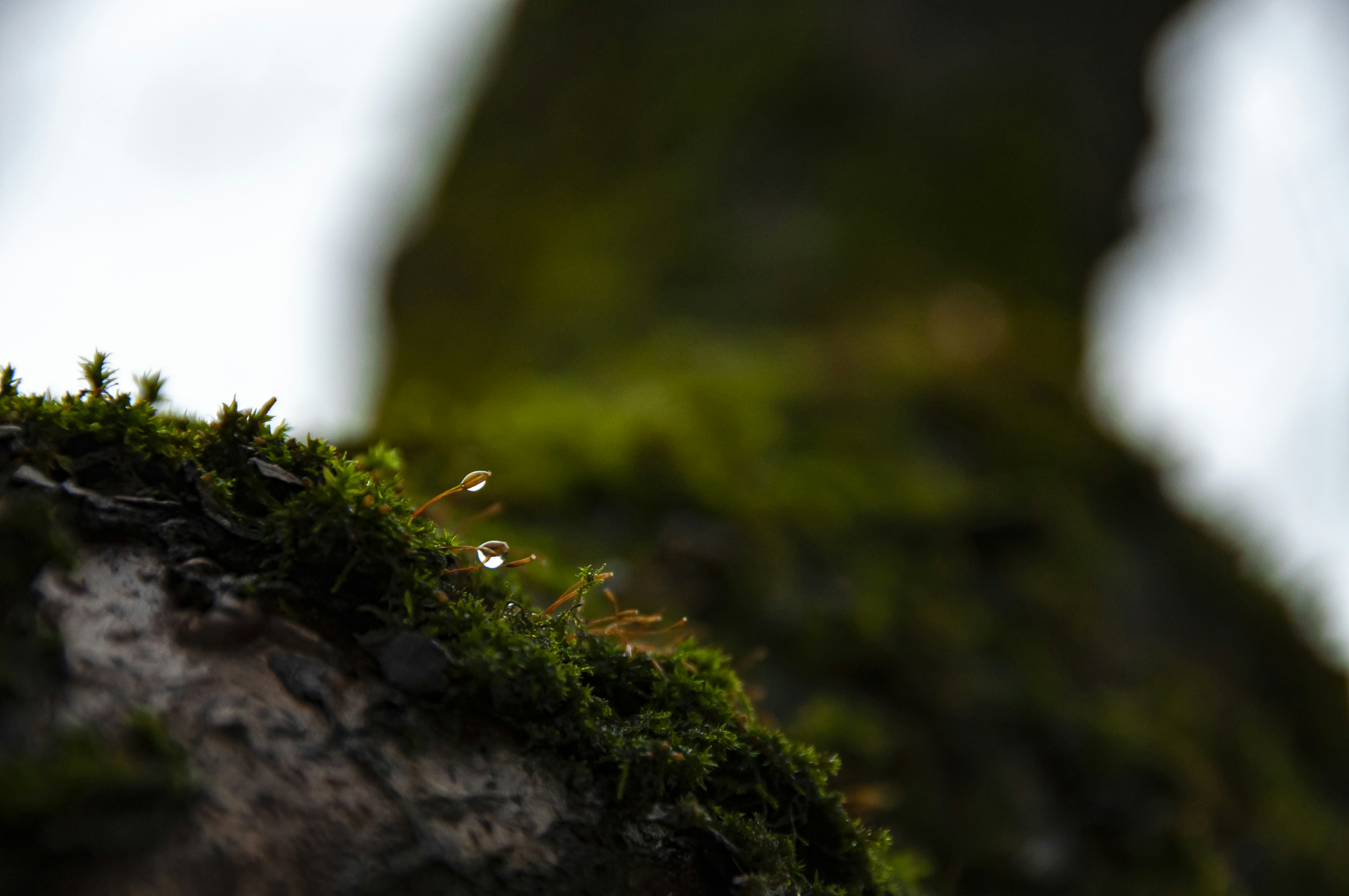 Photo by nikkitenkos