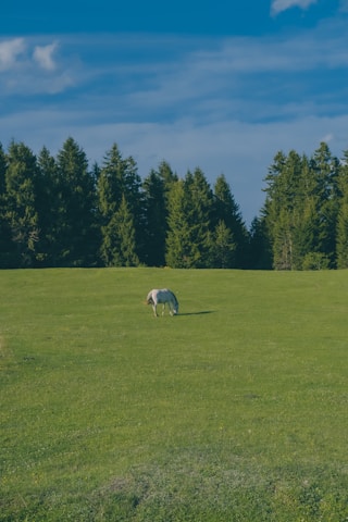 A lone horse grazes peacefully in a vast, green meadow with a backdrop of lush pine trees under a clear blue sky. The scene conveys a sense of tranquility and solitude.