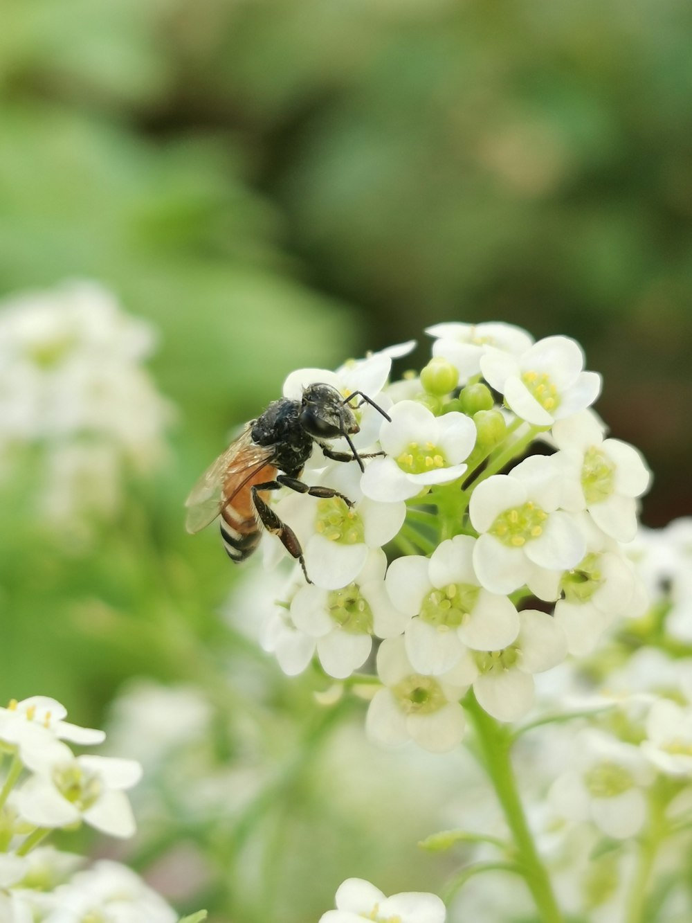 una abeja sentada encima de una flor blanca
