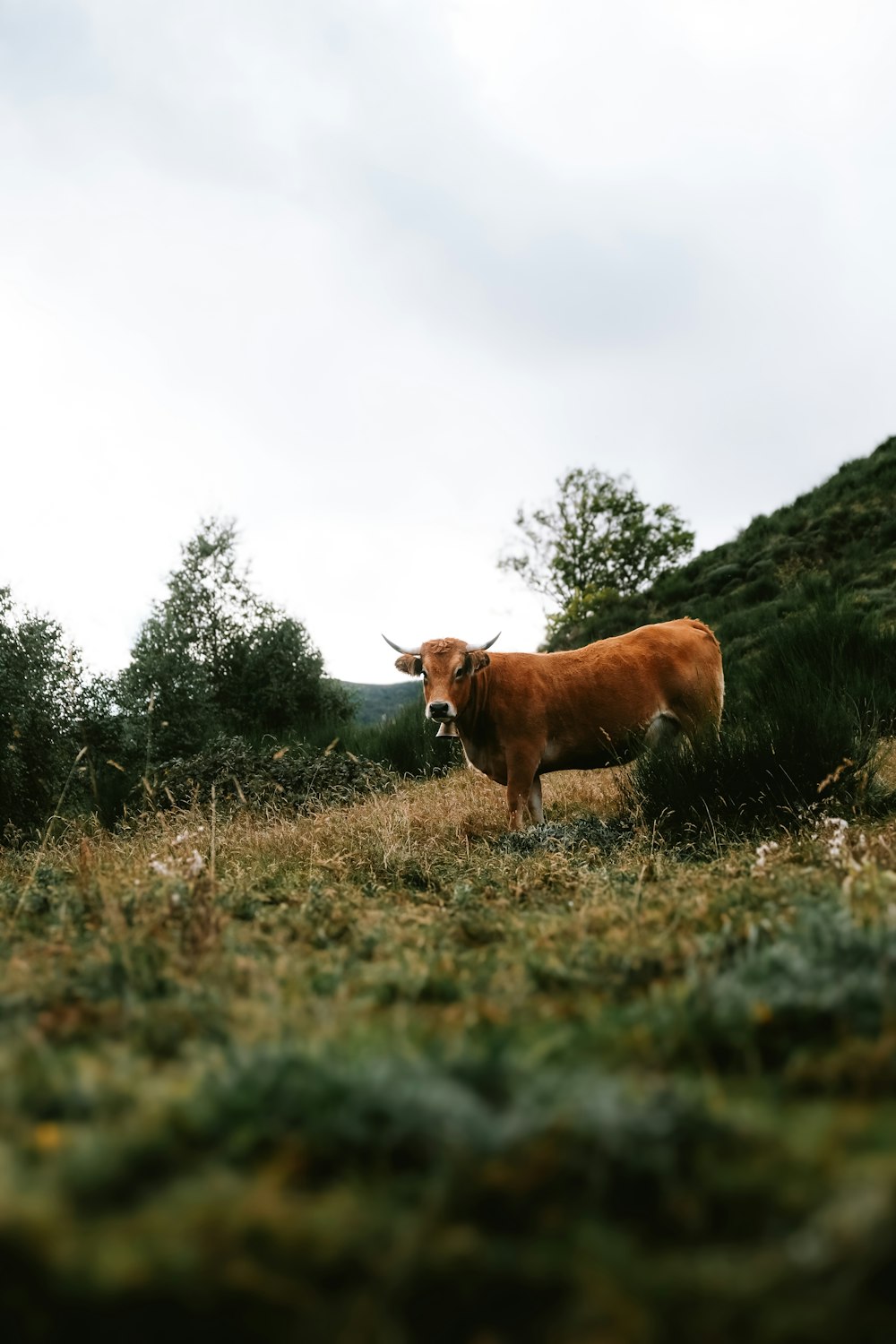 a brown cow standing on top of a lush green hillside