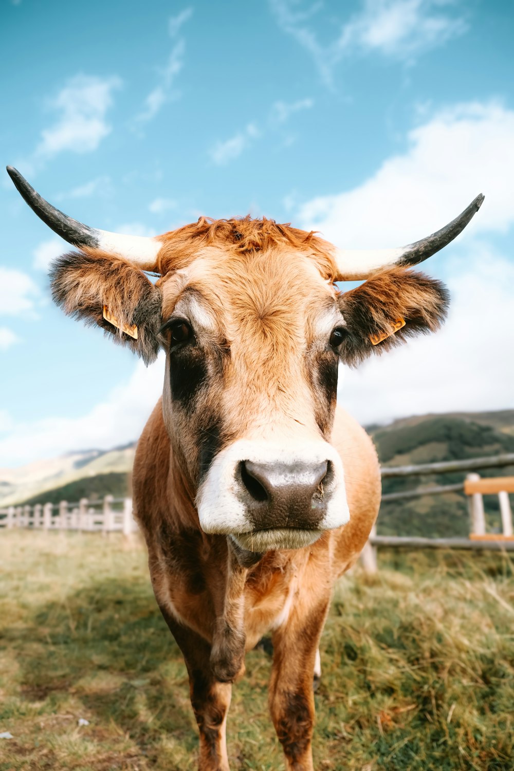 a brown cow standing on top of a grass covered field