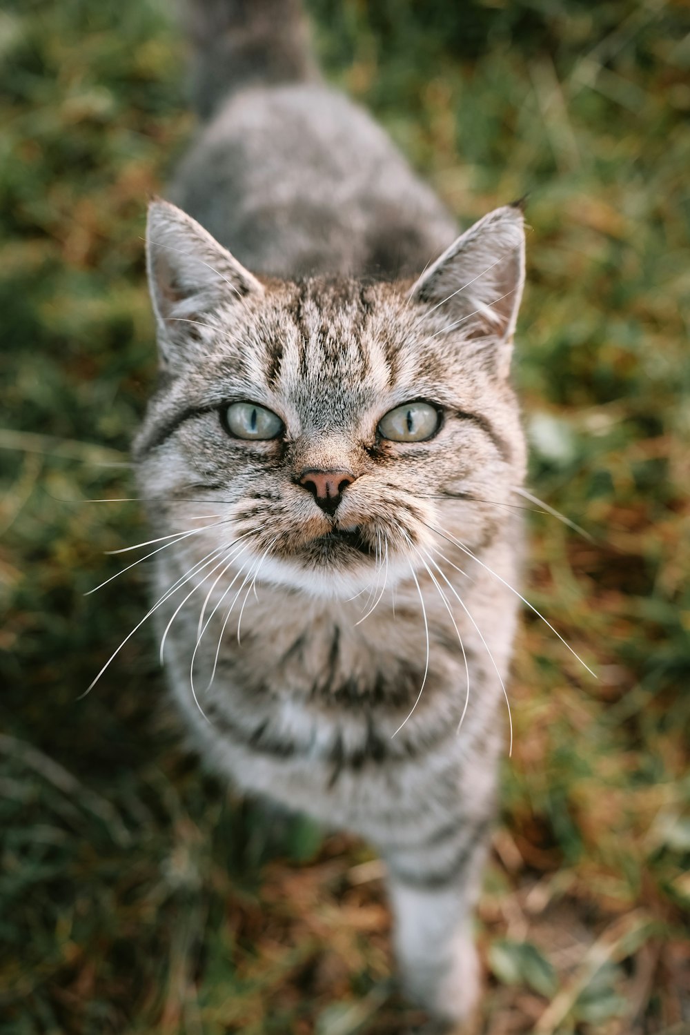 a cat standing on top of a lush green field