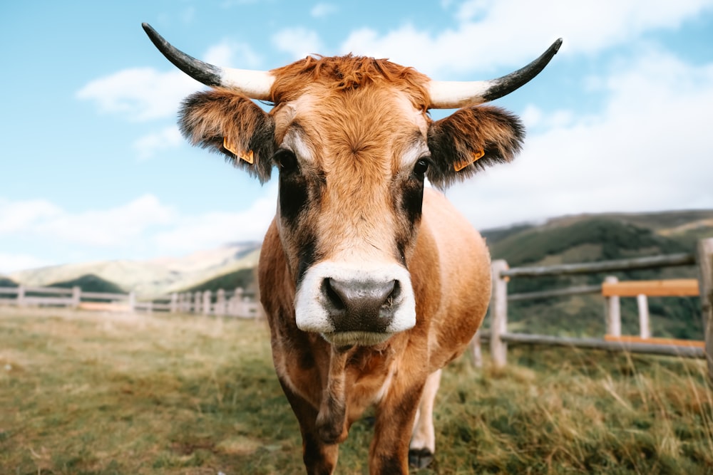 a brown cow standing on top of a lush green field