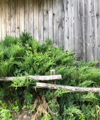 A rustic wooden fence freshly painted and surrounded by trimmed bushes.