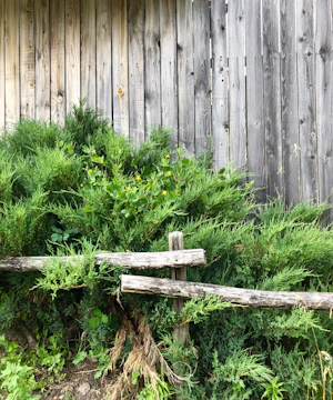 A rustic wooden fence freshly painted and surrounded by trimmed bushes.