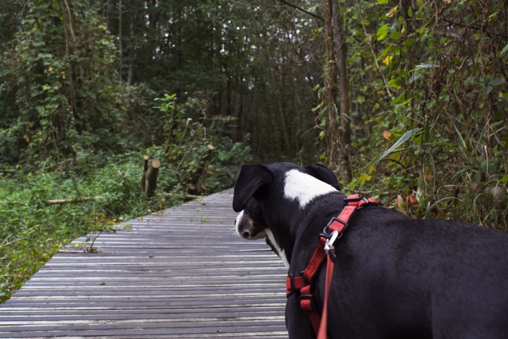 a black and white dog standing on a wooden walkway