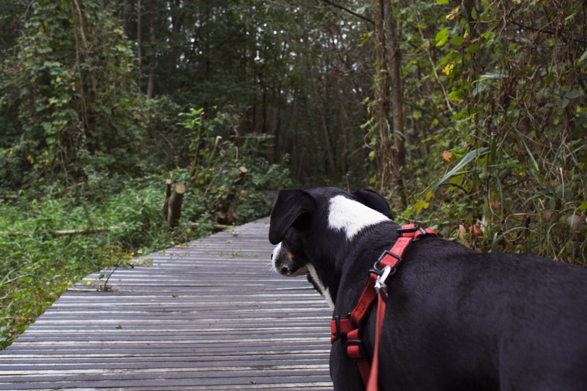 A black and white dog standing on a wooden walkway through natural vegetation