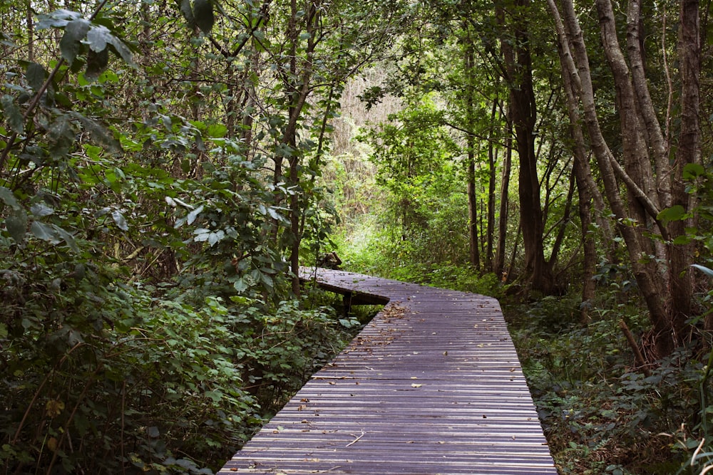 a wooden walkway in the middle of a forest