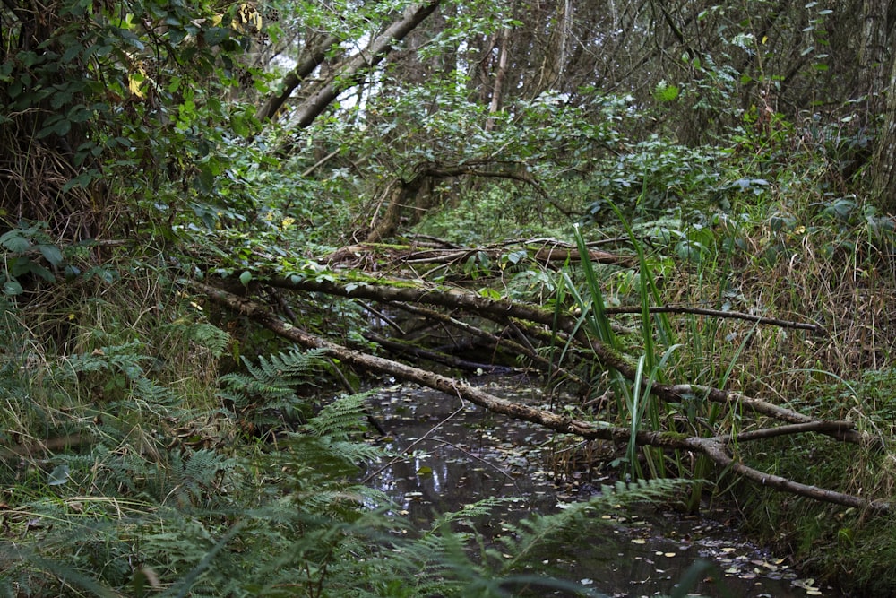 a stream running through a lush green forest