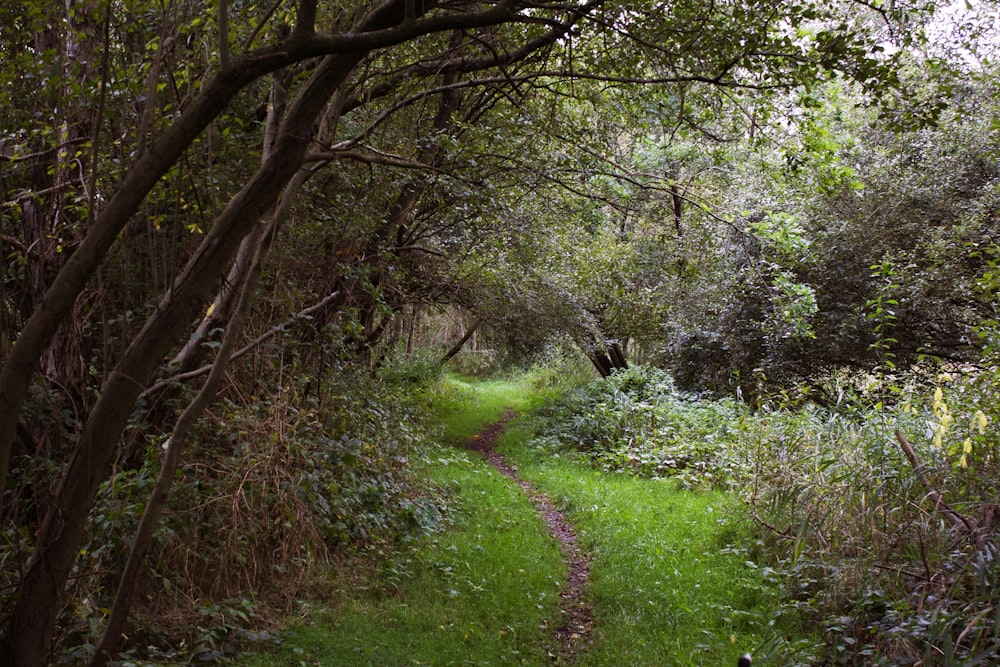 a path in the middle of a forest with lots of trees