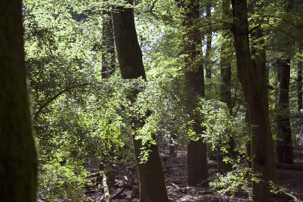 un gruppo di alberi che si trovano nel bosco