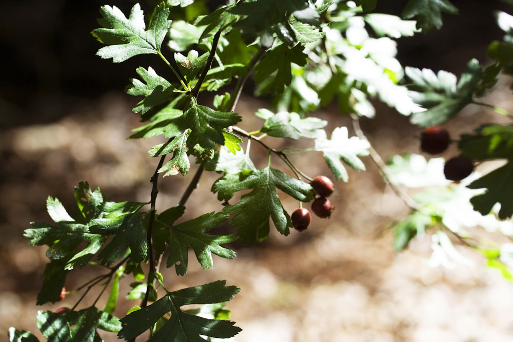 a close up of leaves and berries on a tree