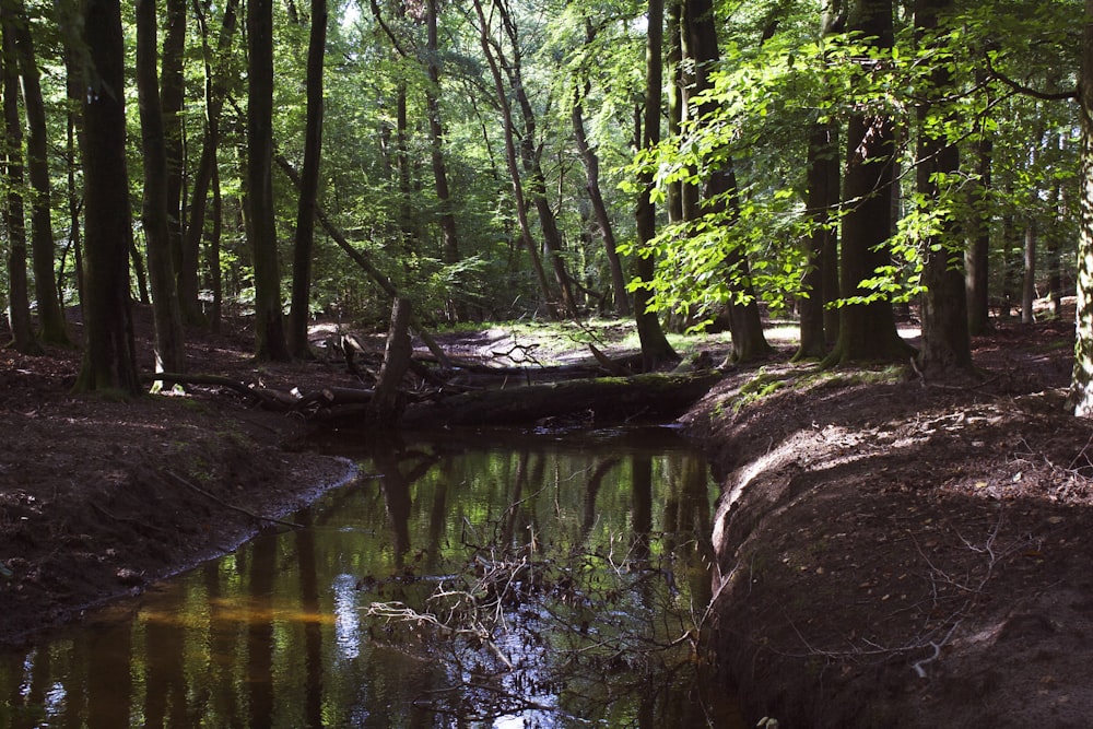 a stream running through a lush green forest