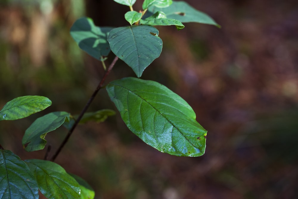 a close up of a green plant with leaves