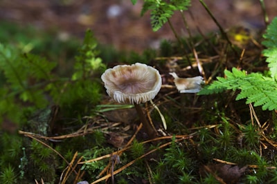 A single mushroom is growing amidst a lush, green forest floor covered in moss and ferns. The mushroom has a brownish cap and a slender stem, surrounded by pine needles and leaves.