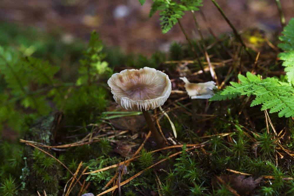 a small mushroom sitting on top of a lush green field