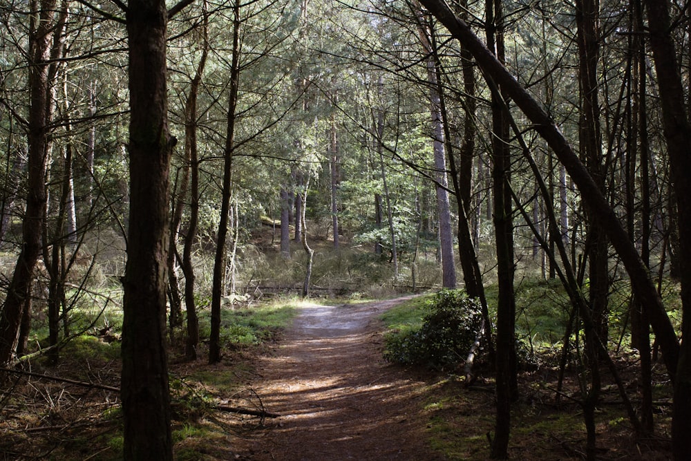 a dirt path in the middle of a forest