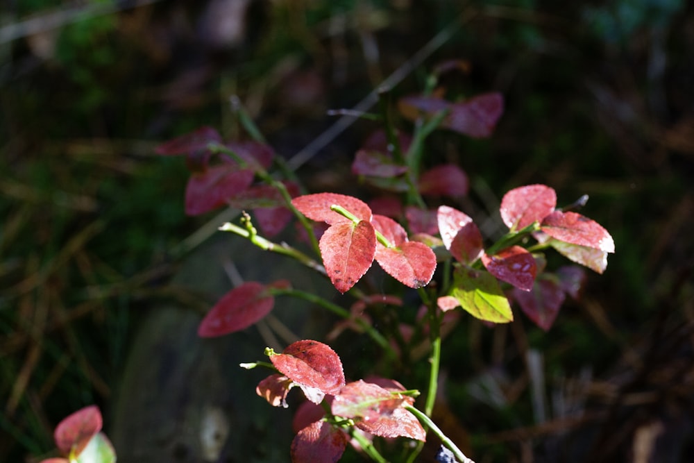 a close up of a plant with red leaves