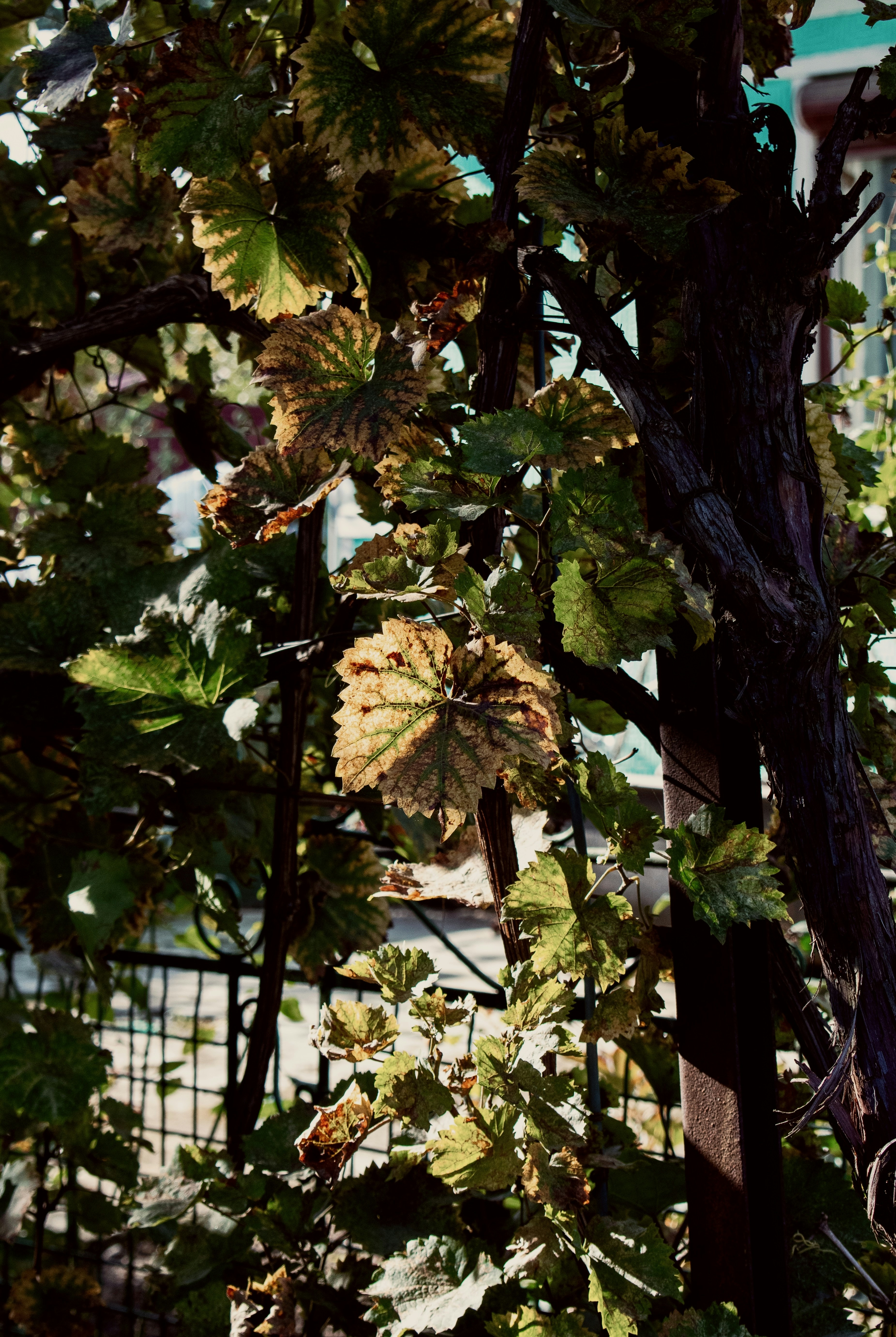 Photo by raluca_cotoara