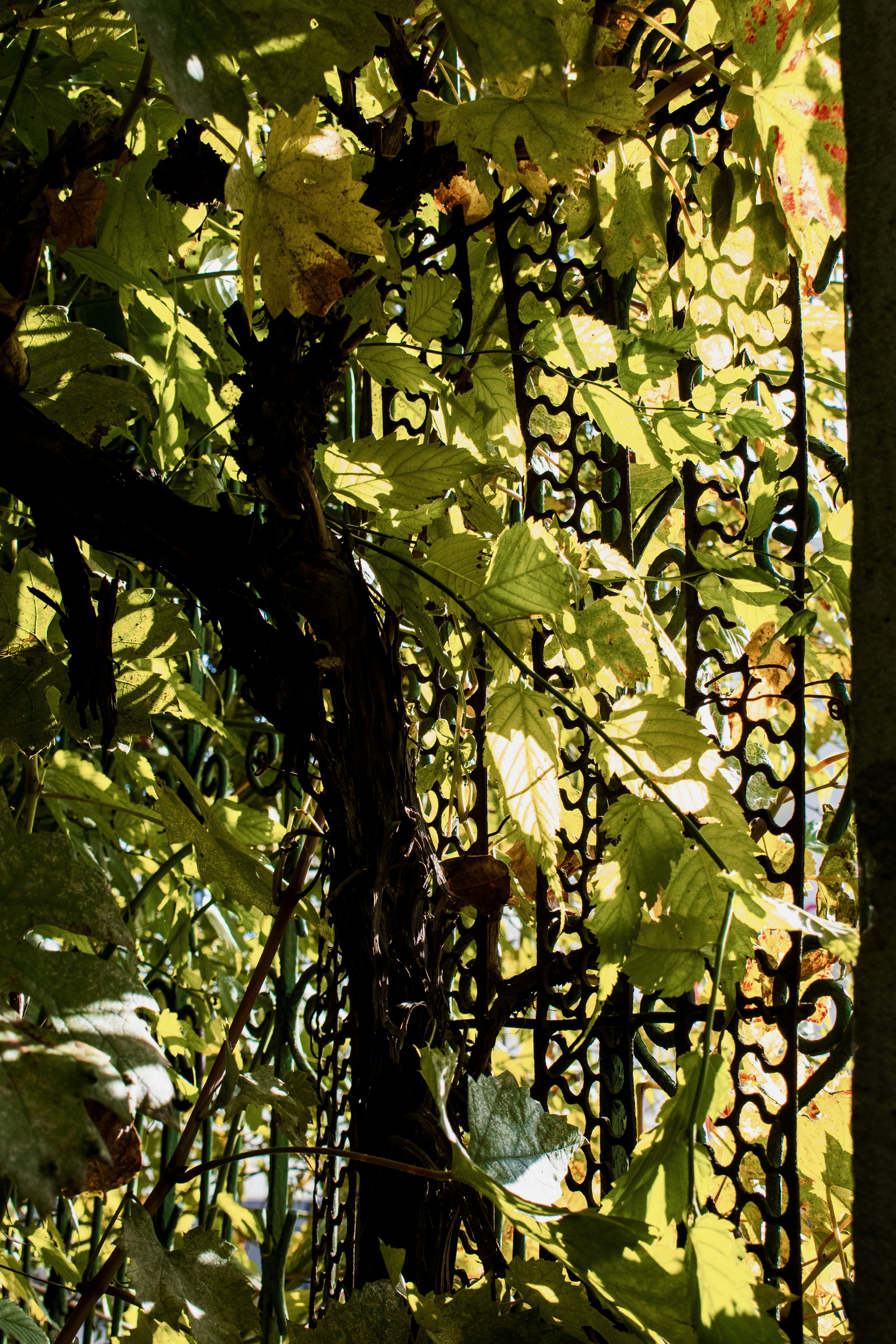 Photo by raluca_cotoara