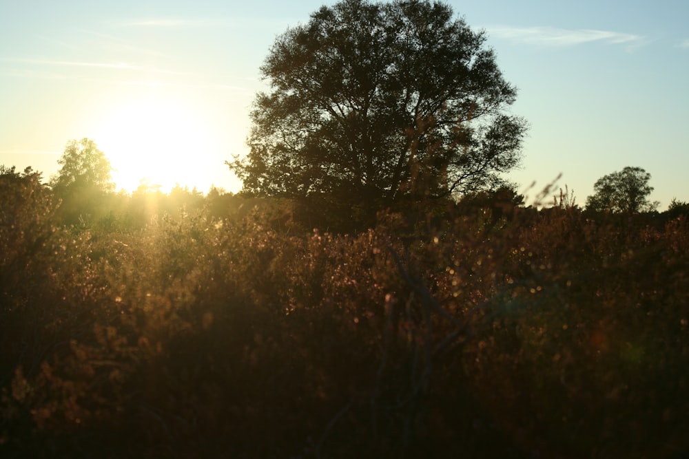 the sun is setting behind a tree in a field