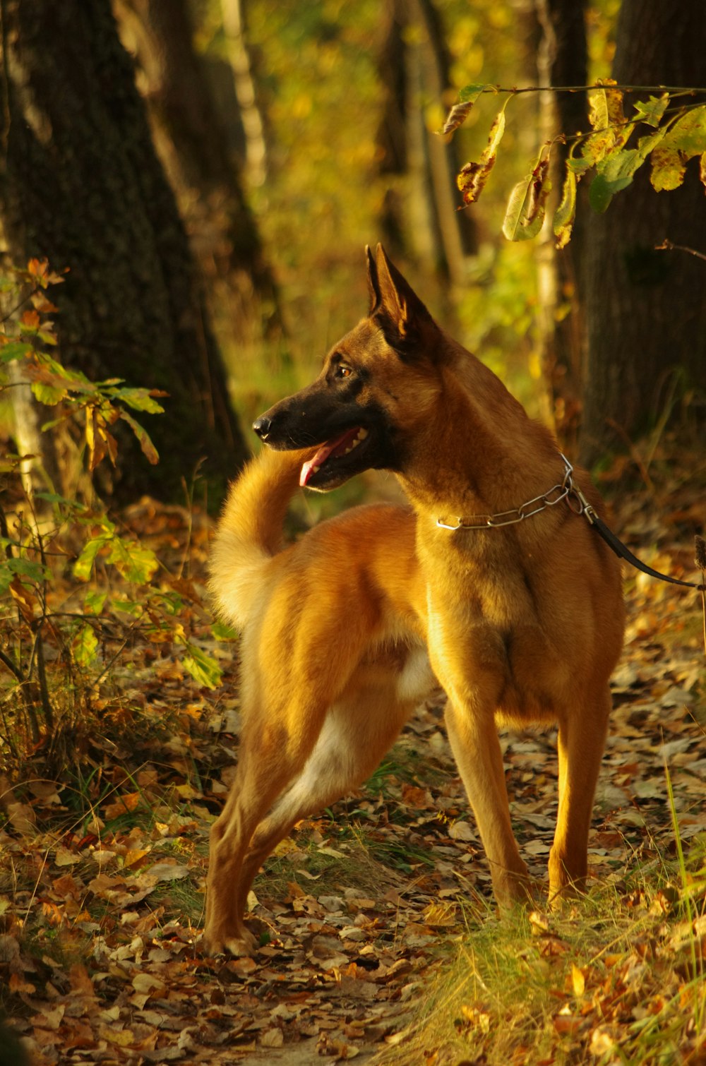 a brown dog standing on top of a leaf covered forest
