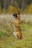 A Belgian Malinois dog is sitting upright on its hind legs in a grassy field with tall, dry vegetation around. The background shows blurred trees in autumn colors.
