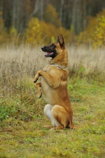 A Belgian Malinois dog is sitting upright on its hind legs in a grassy field with tall, dry vegetation around. The background shows blurred trees in autumn colors.