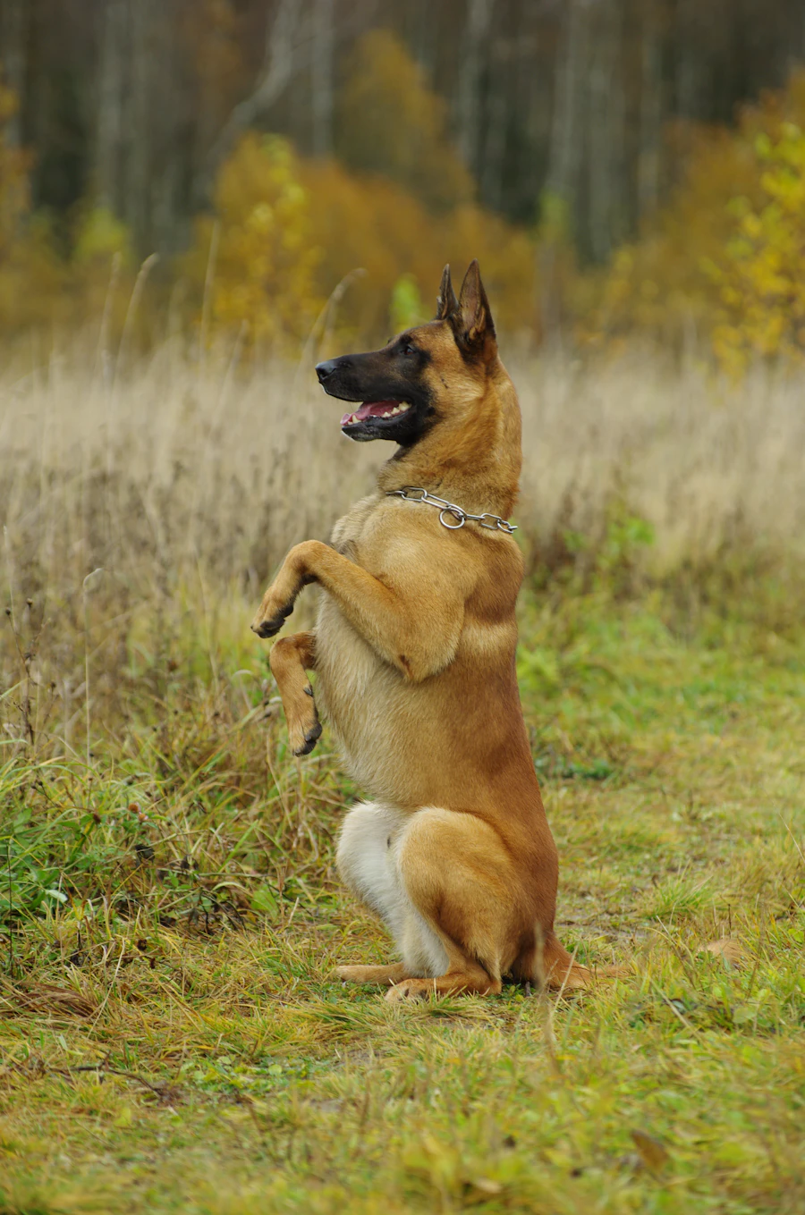 Belgian Malinois alert and ready, paws lifted in a working pose