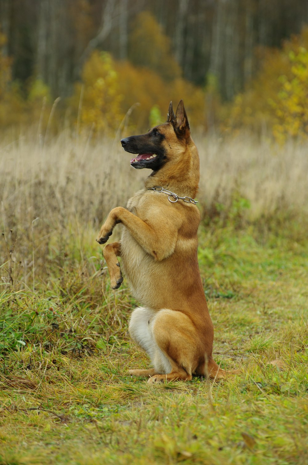 a dog standing on its hind legs in a field