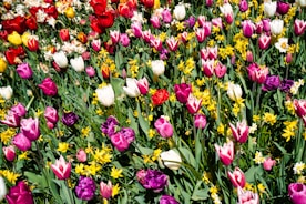 a field full of different colored tulips and other flowers