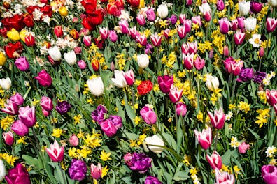 a field full of different colored tulips and other flowers