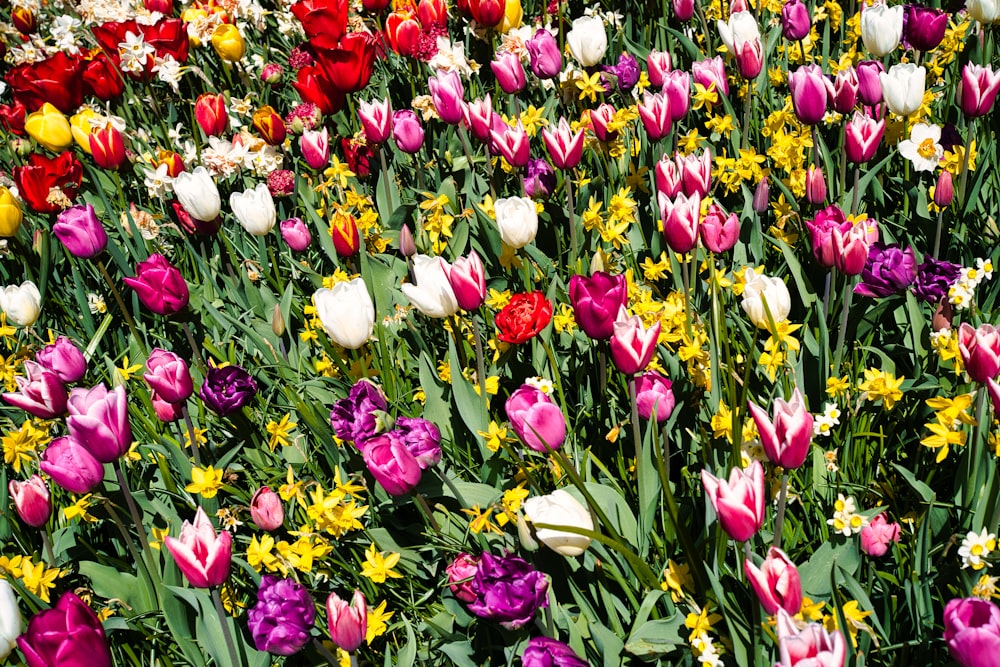a field full of different colored tulips and other flowers