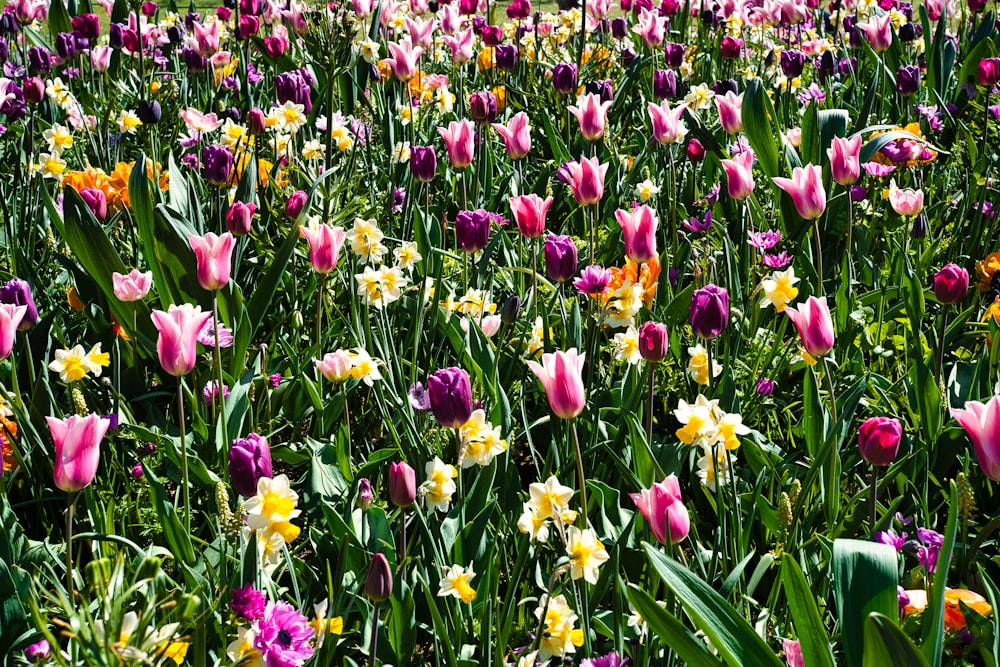 a field full of purple and yellow flowers