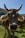 A close-up view of a cow with large horns standing on a grassy hill, surrounded by scenic mountain landscape under a clear blue sky. The cow is wearing ear tags, and there is another cow visible in the background.