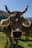A close-up view of a cow with large horns standing on a grassy hill, surrounded by scenic mountain landscape under a clear blue sky. The cow is wearing ear tags, and there is another cow visible in the background.