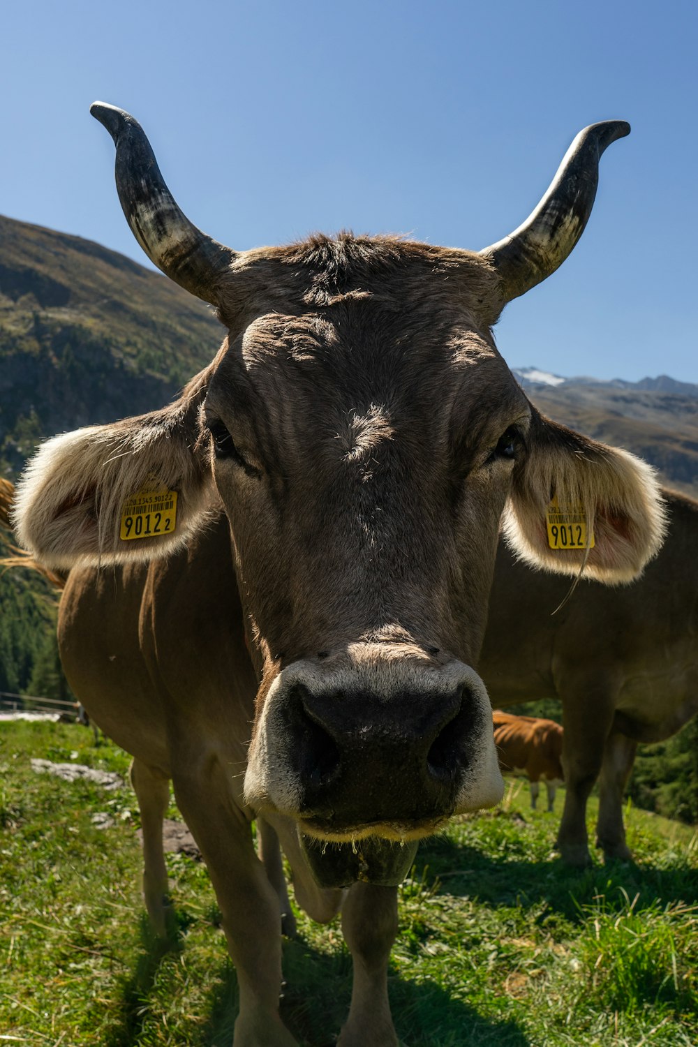 a close up of a cow in a field with mountains in the background