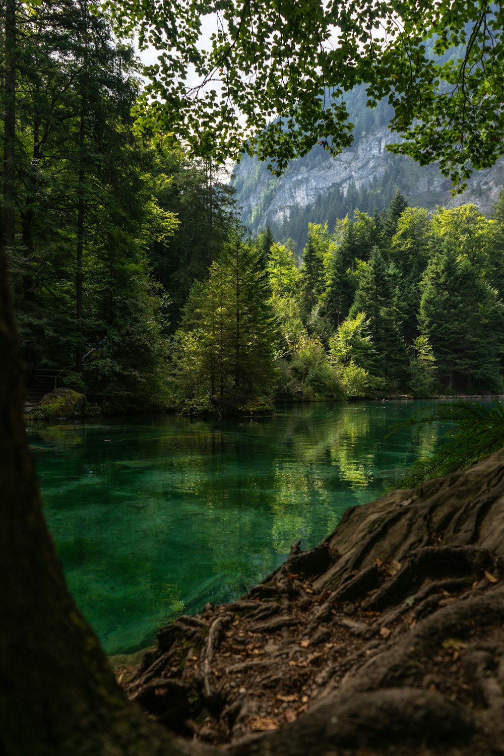 a lake surrounded by a forest with a mountain in the background