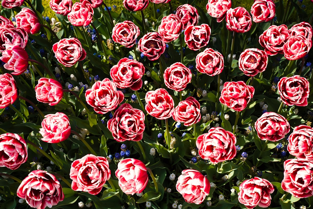 a bunch of red flowers that are in the grass