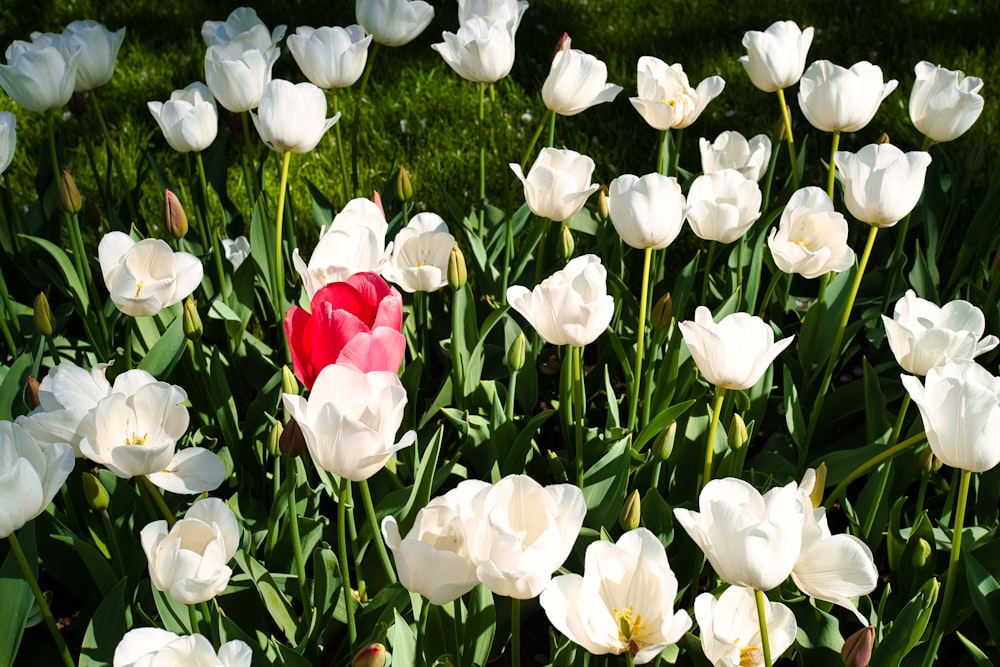 a bunch of white and red flowers in a field