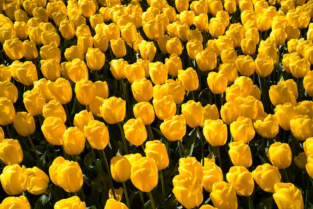 a field of yellow tulips in full bloom,