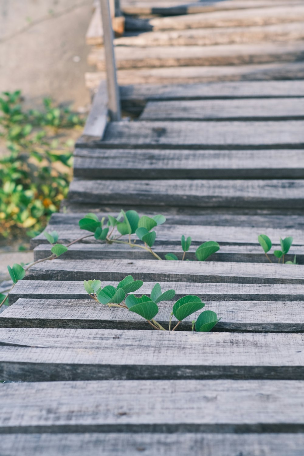 a group of wooden steps with plants growing on them