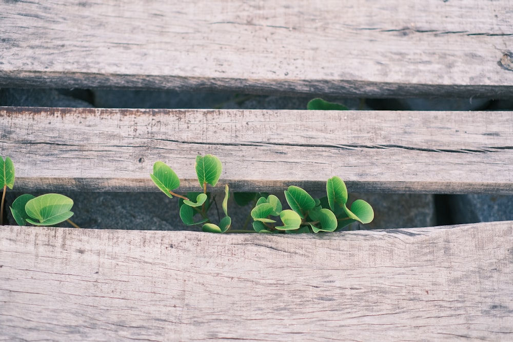 a close up of a bench with plants growing out of it