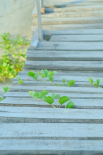Green plants with fresh leaves are growing through the gaps of slatted wooden planks. The scene captures the resilience and vitality of nature finding its way in an urban environment.