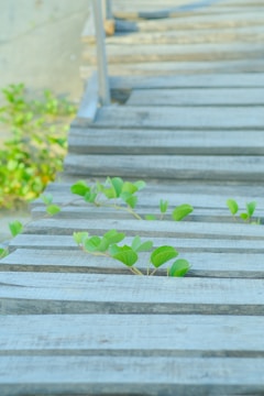 Green plants with fresh leaves are growing through the gaps of slatted wooden planks. The scene captures the resilience and vitality of nature finding its way in an urban environment.